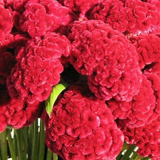 1,000 Celosia Seeds Cramers Burgundy Cut Flower