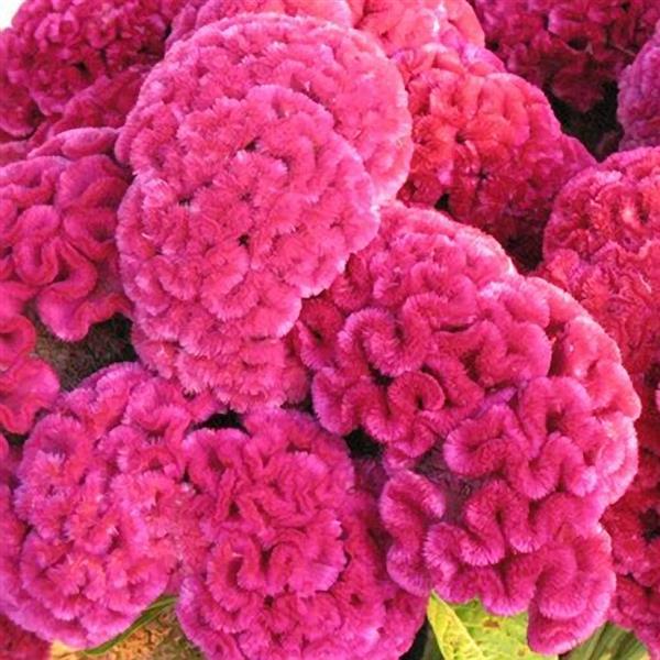 1,000 Celosia Seeds Cramers Rose Cut Flower
