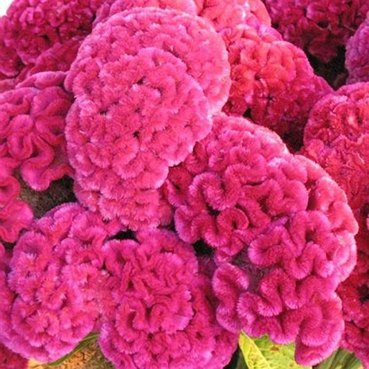 1,000 Celosia Seeds Cramers Rose Cut Flower