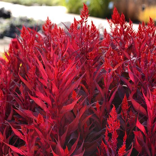 Celosia Seeds Dragon’s Breath Flower Seeds