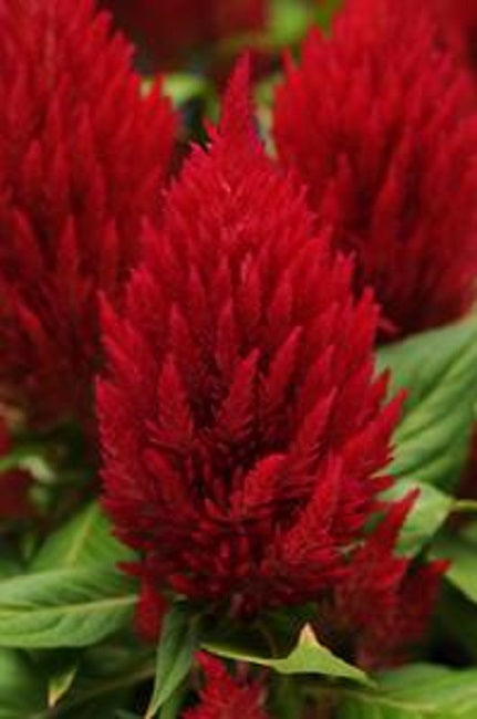 Celosia Seeds First Flame™ Red 1,000 Pelleted Seeds