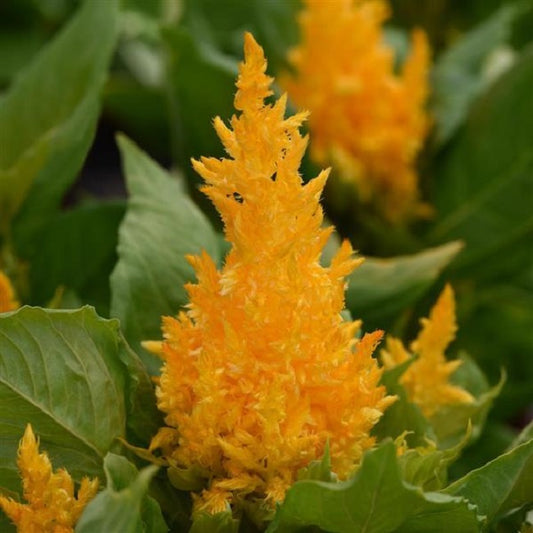 Celosia Seeds First Flame™ Yellow 1,000 Pelleted Seeds