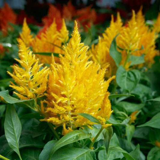 Celosia Seeds Flamma Golden 1,000 Seeds