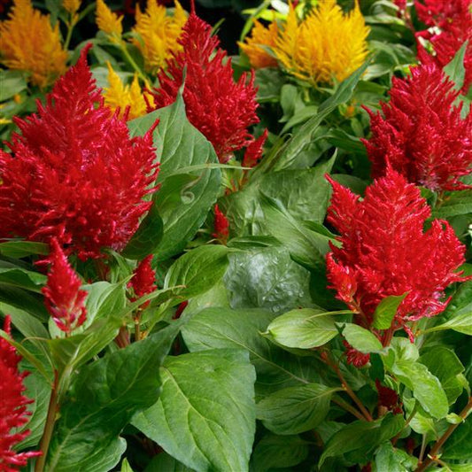 Celosia Seeds Flamma Mix 1,000 Seeds