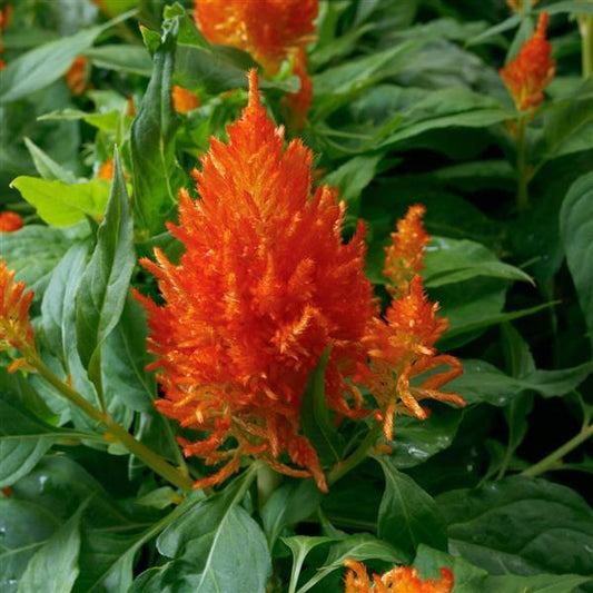 Celosia Seeds Flamma Orange 1,000 Seeds