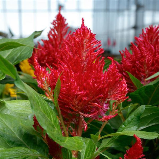 Celosia Seeds Flamma Red 1,000 Seeds