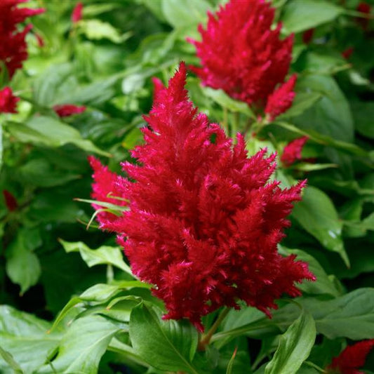 Celosia Seeds Flamma Rose 1,000 Seeds