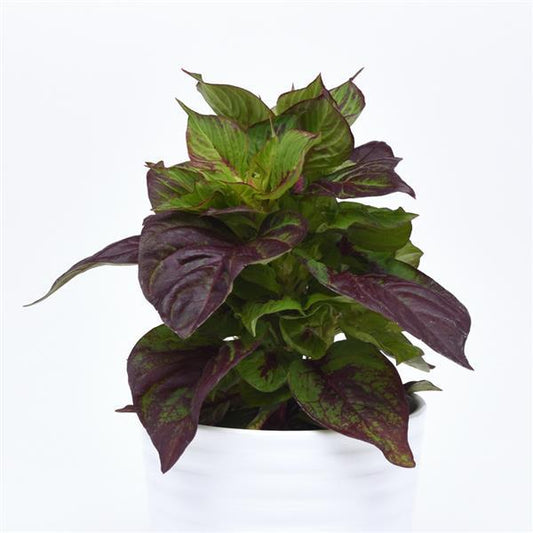 Celosia Seeds Gekko Green Sol™ Pelleted Seeds