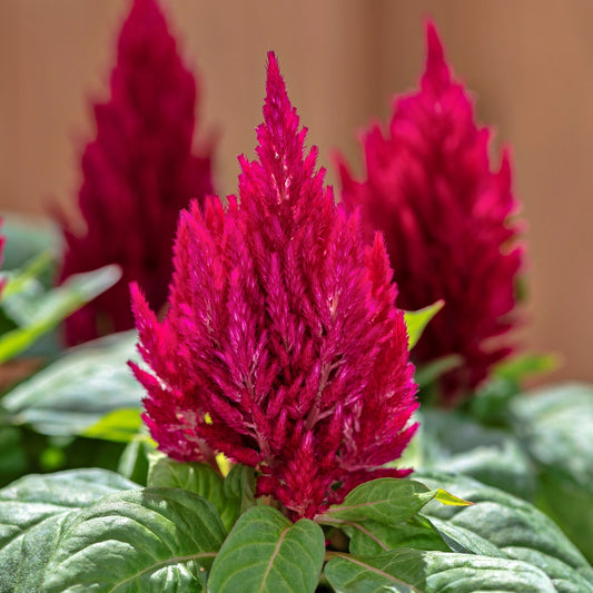 1,000 Celosia Seeds Kimono Cherry Red Flower Seeds