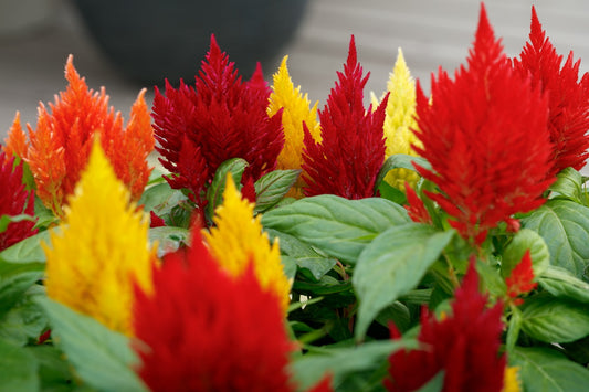 1,000 Celosia Seeds Kimono Mix Flower Seeds