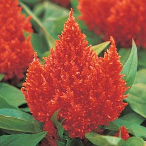 1,000 Celosia Seeds Kimono Orange Flower Seeds