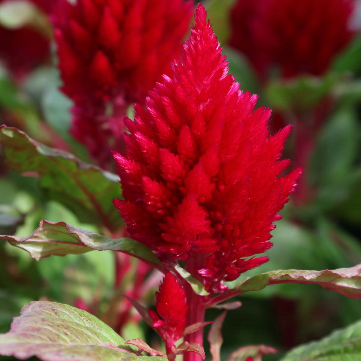 1,000 Celosia Seeds Kimono Red Flower Seeds