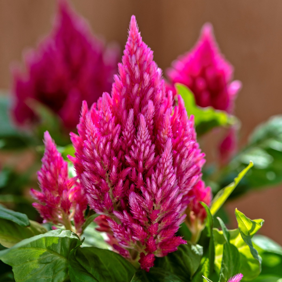 1,000 Celosia Seeds Kimono Salmon Pink Flower Seeds