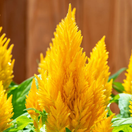 1,000 Celosia Seeds Kimono Yellow Flower Seeds