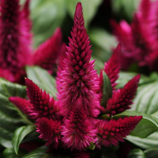 Celosia Seeds Celosia Kosmo Cherry Pelleted Seeds