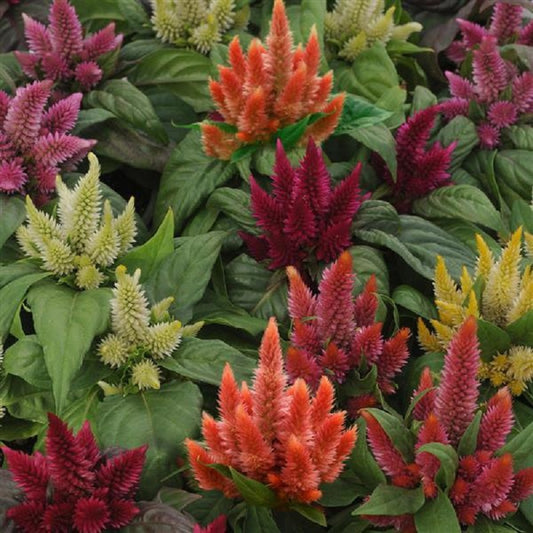 Celosia Seeds Celosia Kosmo Mix Pelleted Seeds