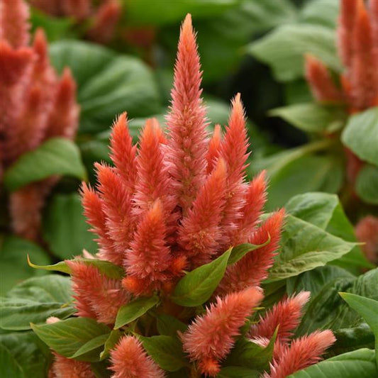 Celosia Seeds Celosia Kosmo Orange Pelleted Seeds