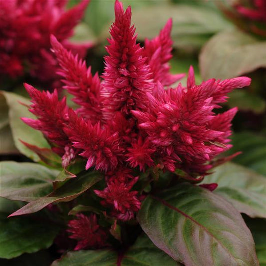 Celosia Seeds Celosia Kosmo Purple Red Pelleted Seeds