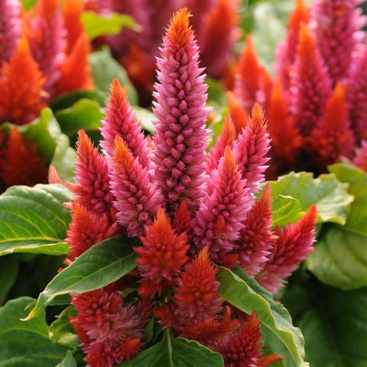 Celosia Seeds Celosia Kosmo Salmon Pelleted Seeds