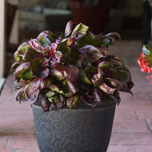 Celosia Seeds Lizzard Leaf Sol™ Pelleted Seeds
