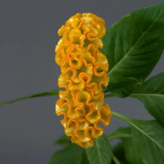 Pelleted Celosia Seeds Celosia Neo™ Gold Cut Flower