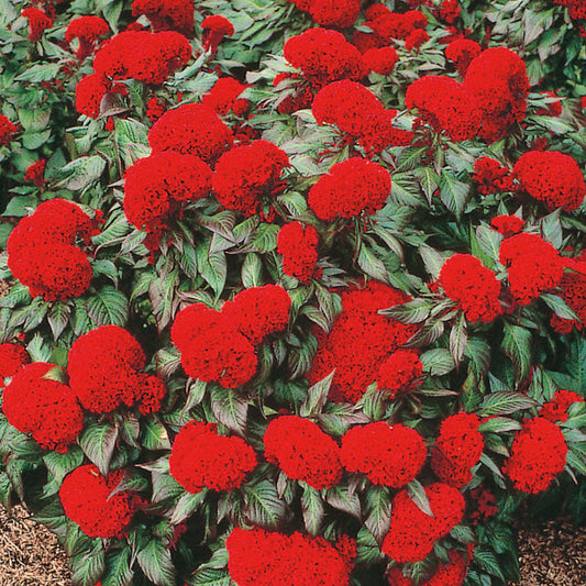 1,000 Celosia Seeds Prestige Scarlet Flower Seeds