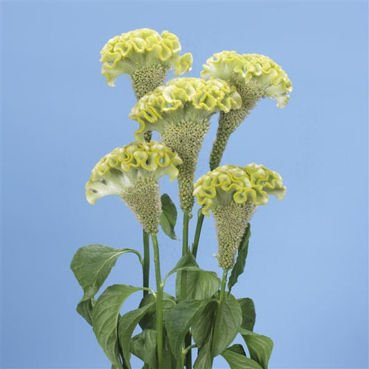 Celosia Seeds Spring Green Cut Flower Pelleted Seeds