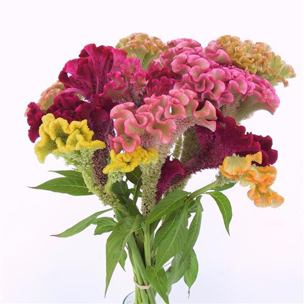 Celosia Seeds Supercrest Mix Cut Flower Cockscomb