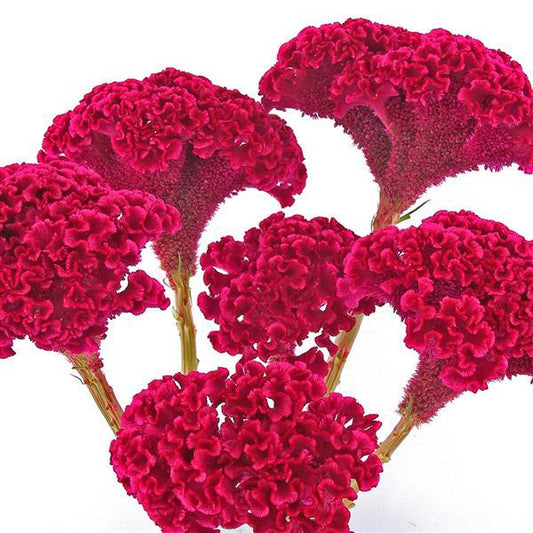 Celosia Seeds Tornado Red Flower Seeds