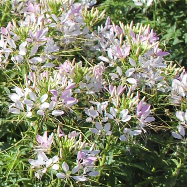Cleome Seeds Sparkler 2.0 Blush Flower Seeds