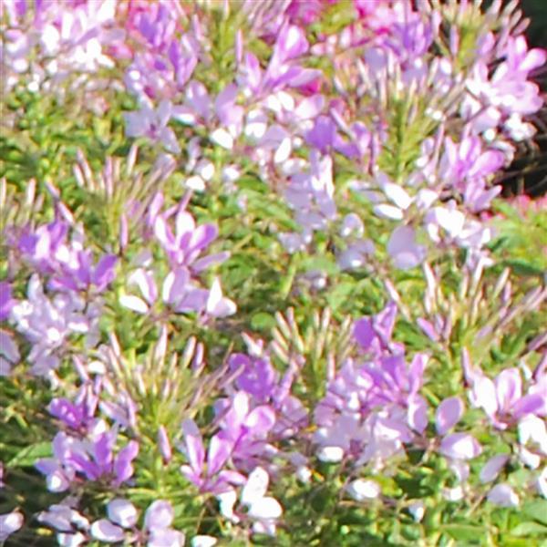 Cleome Seeds Sparkler 2.0 Lavender Flower Seeds