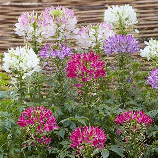 Cleome Seeds Sparkler 2.0 Mix Flower Seeds