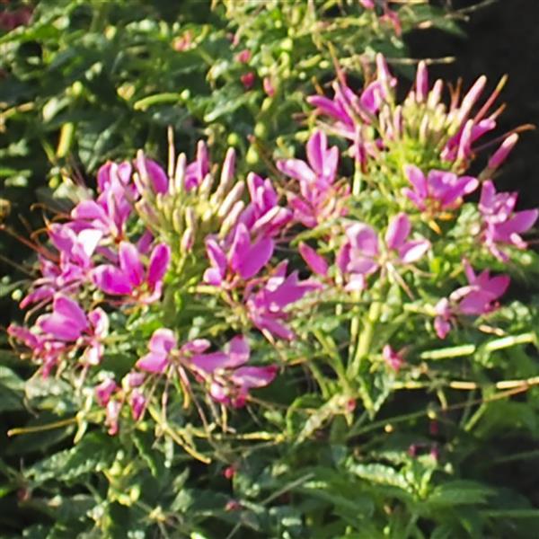 Cleome Seeds Sparkler 2.0 Rose Flower Seeds