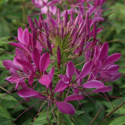1,000 Cleome Seeds Queen Violet Flower Seeds