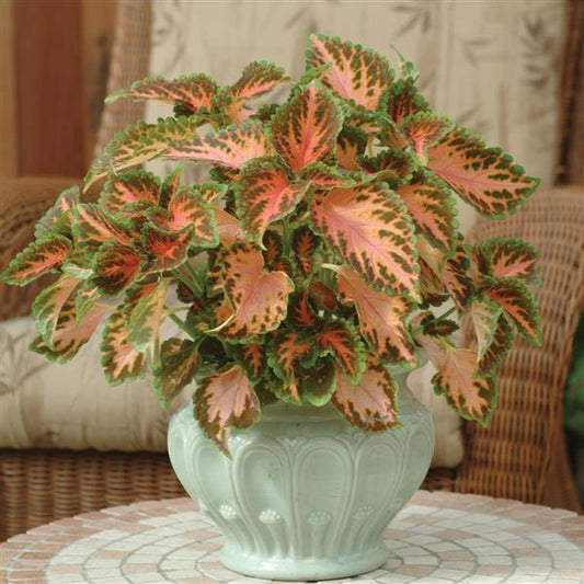 Coleus Seeds Coleus Wizard® Coral Sunrise Pelleted Seeds