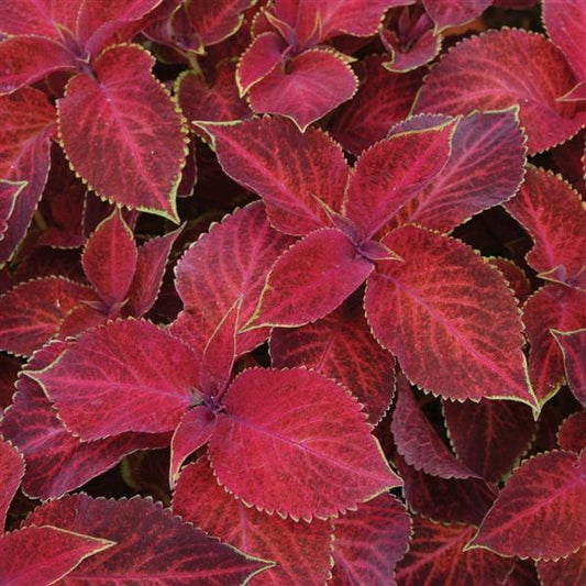 Coleus Seeds Coleus Wizard® Red Velvet Pelleted Seeds