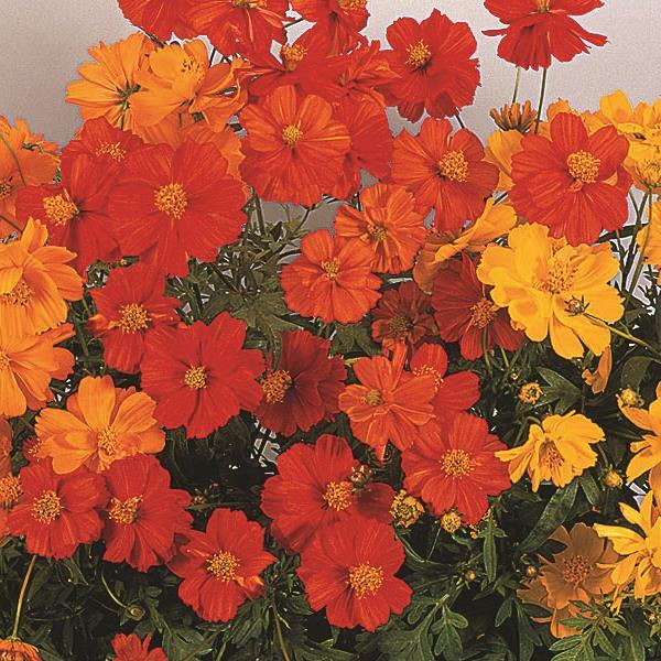 Cosmos Seeds Cosmic Mix Flower Seeds