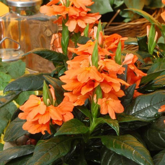 Crossandra Seeds Tropic Flame Flower Seeds