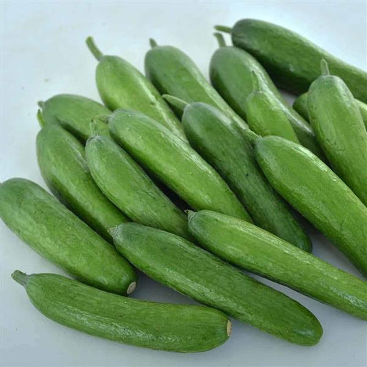 Cucumber Seeds Cucumber Green Light Vegetable Seeds