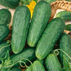 Cucumber Seeds Cucumber Homemade Pickles Vegetable Seeds