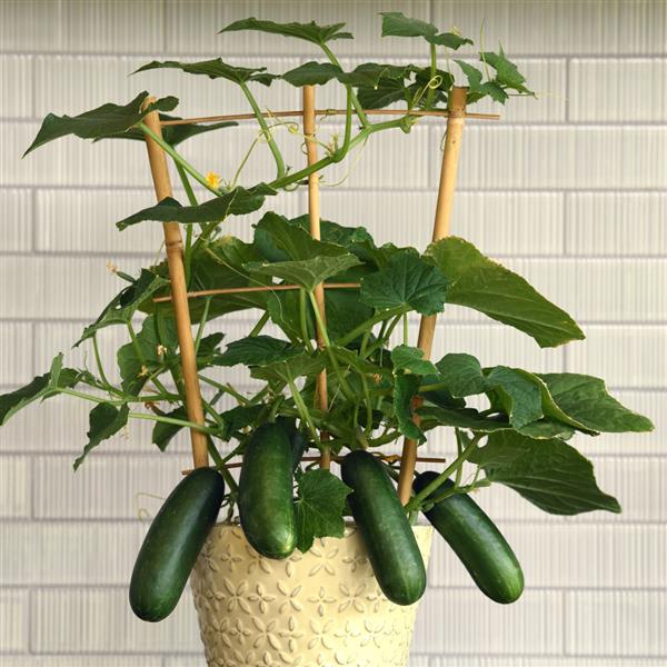 Cucumber Seeds Kitchen Minis™ Quick Snack