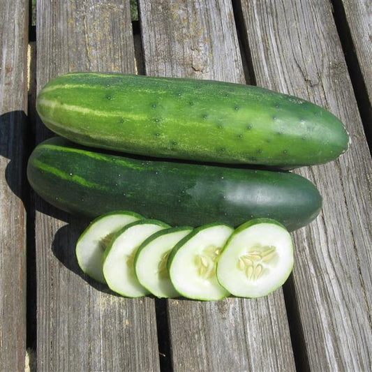 Cucumber Seeds Cucumber Marketmore 76 Vegetable Seeds