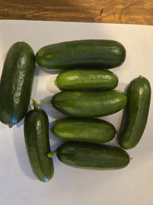 Bulk Cucumber Seeds Mini Me 100 thru 1,000 Vegetable Seeds