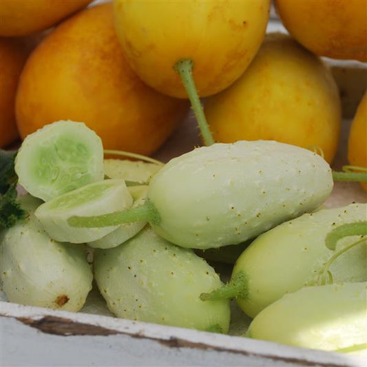 Cucumber Seeds Cucumber Mini White