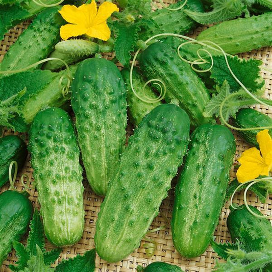 Cucumber Seeds Pickling Cucumber Pick A Bushel