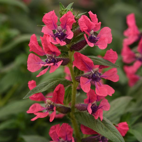 Cuphea Seeds Sweet Talk™ Deep Pink