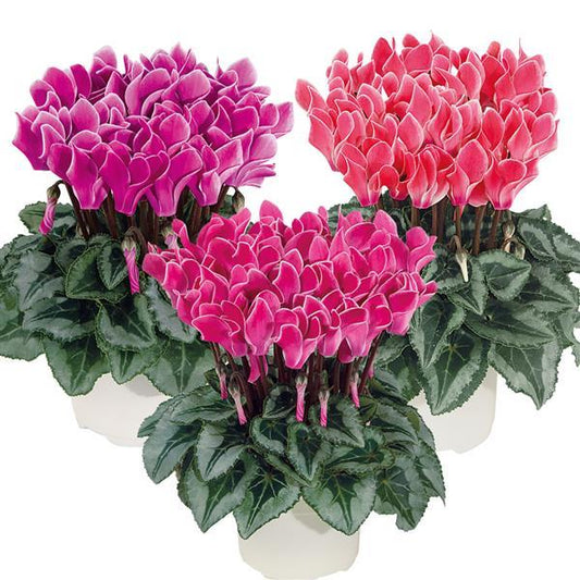 Cyclamen Seeds Cyclamen Smartiz® Select Bisous Mix