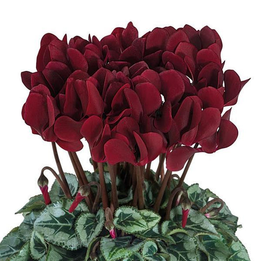 Cyclamen Seeds Cyclamen Smartiz® Select Deep Magenta Tuxedo