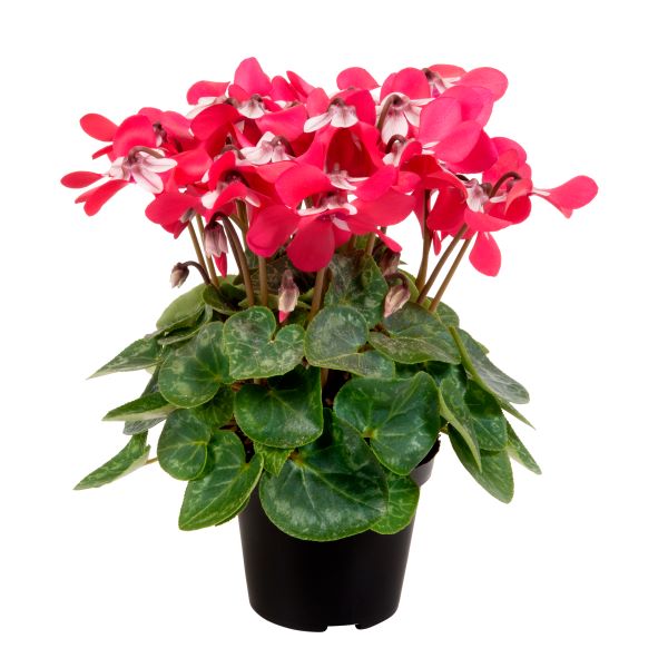 Cyclamen Seeds Cyclamen Djix Red