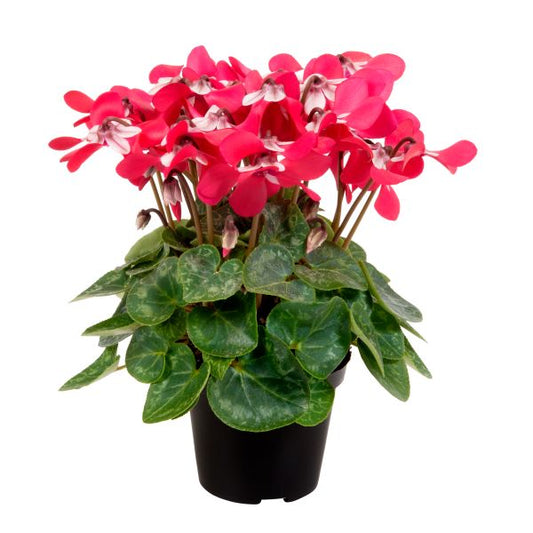 Cyclamen Seeds Cyclamen Djix Red
